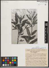 Foto von Salix triandra subsp. amygdalina (L.) Schübl. & G. Martens